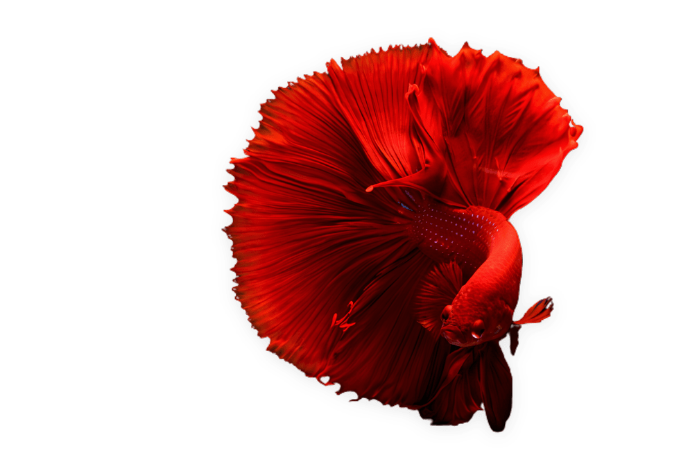 Ilustração Peixe Betta Vermelho Poytara